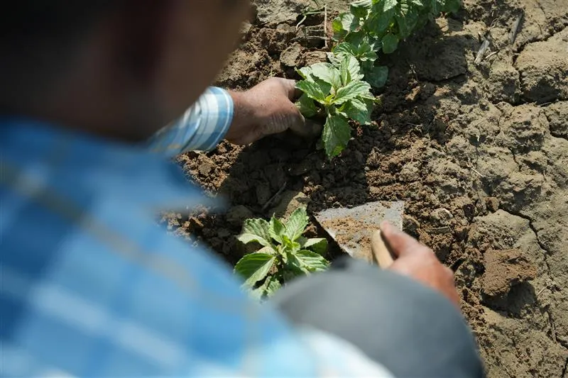 sustainable supply chain programme