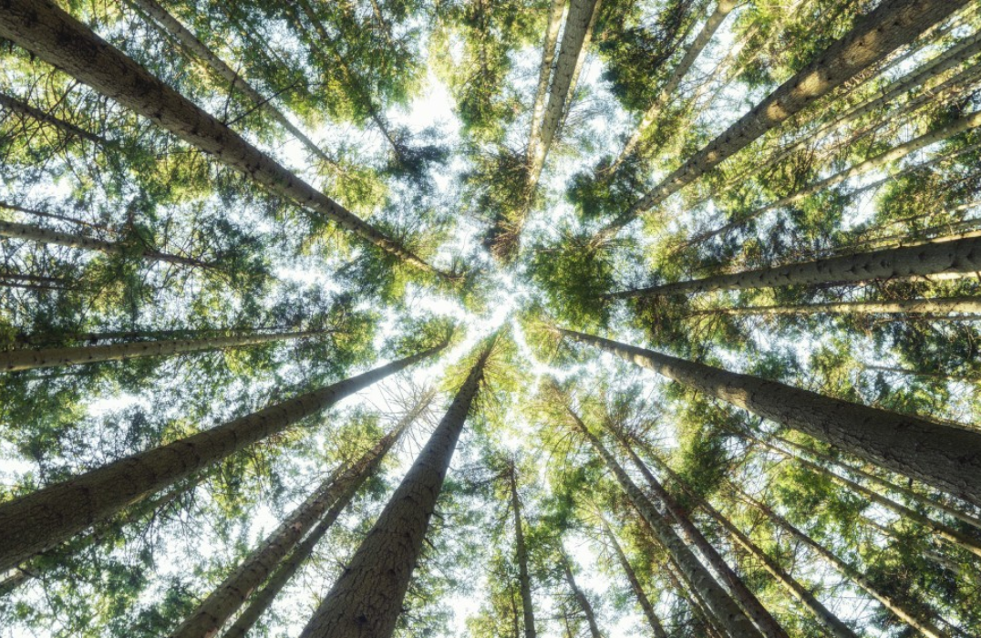 Trees looking up